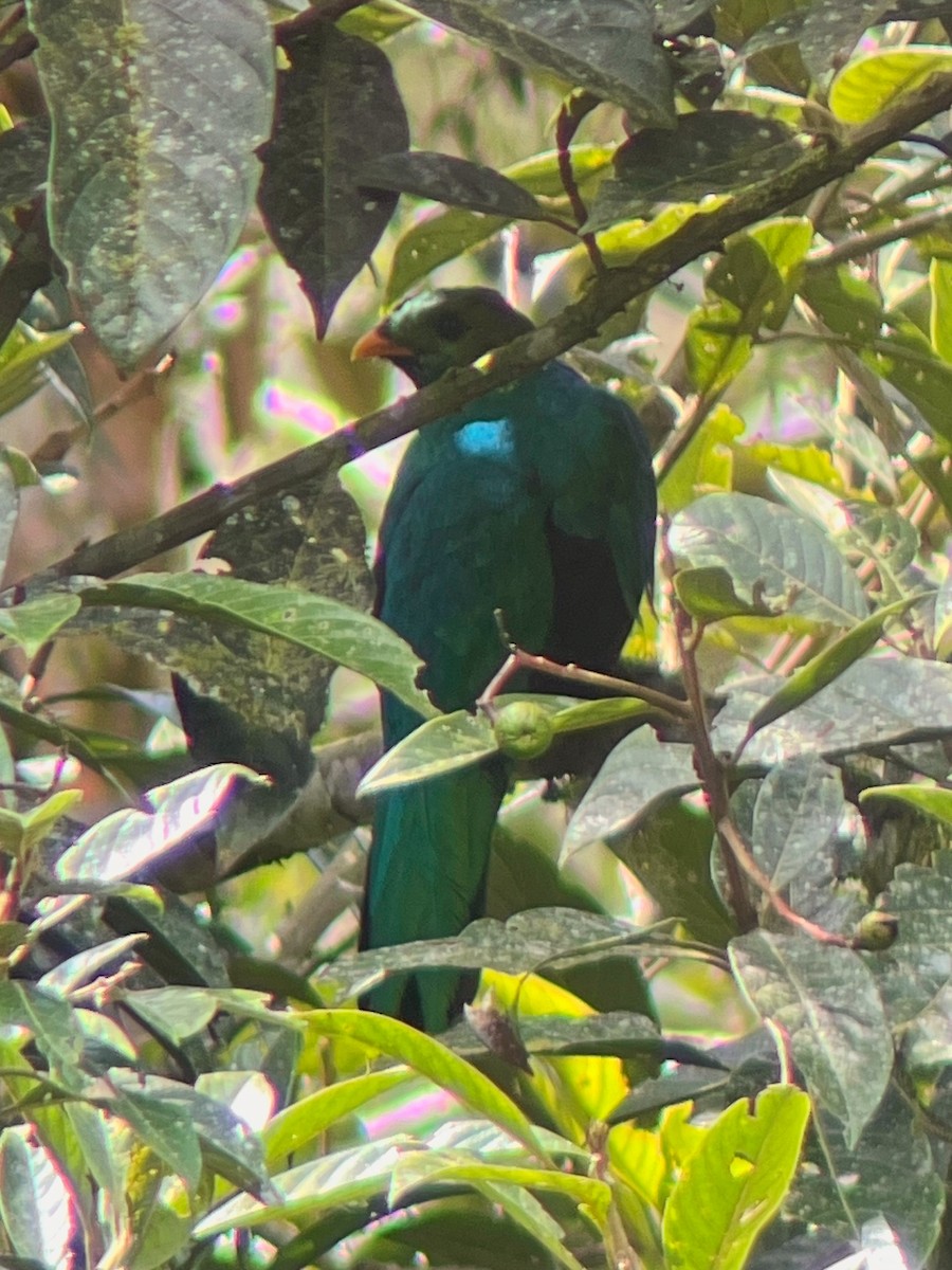 Golden-headed Quetzal - ML634036690
