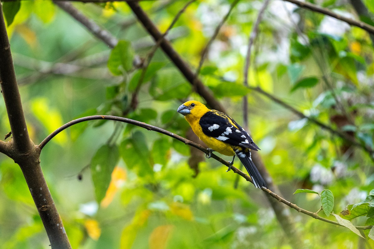 Golden Grosbeak - ML634036778