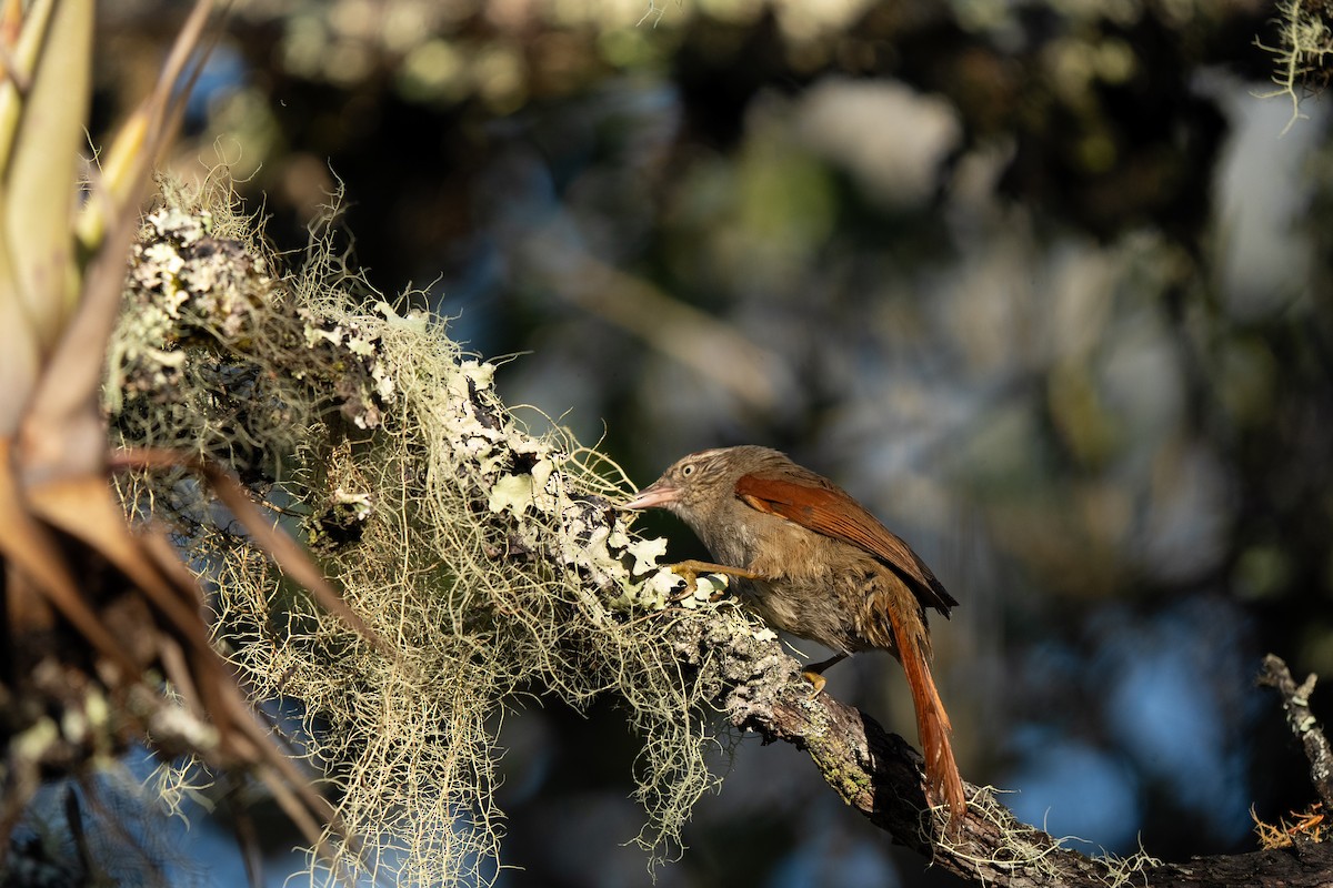 Streak-capped Spinetail - ML634036823