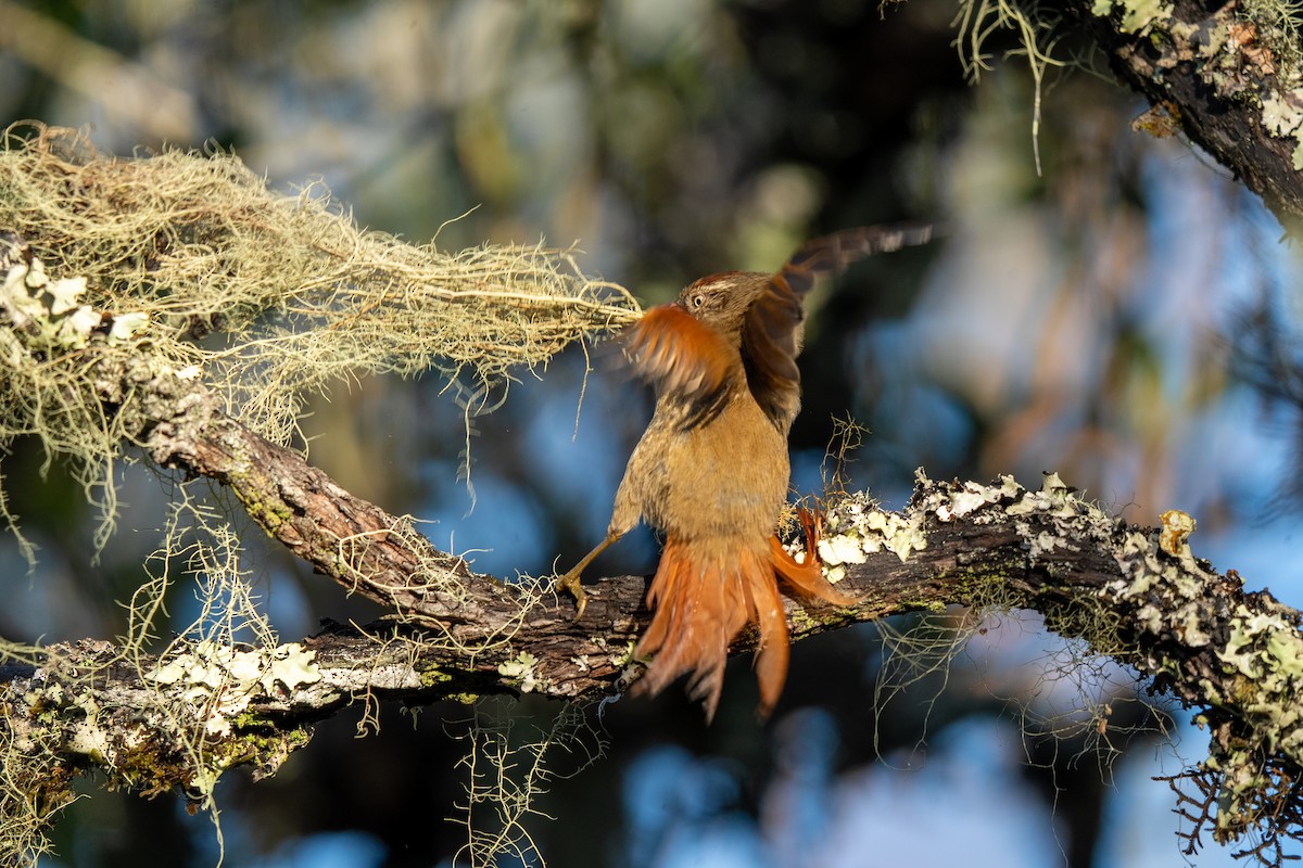 Streak-capped Spinetail - ML634036824