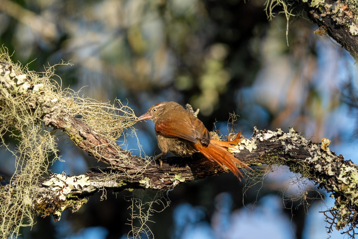 Streak-capped Spinetail - ML634036825