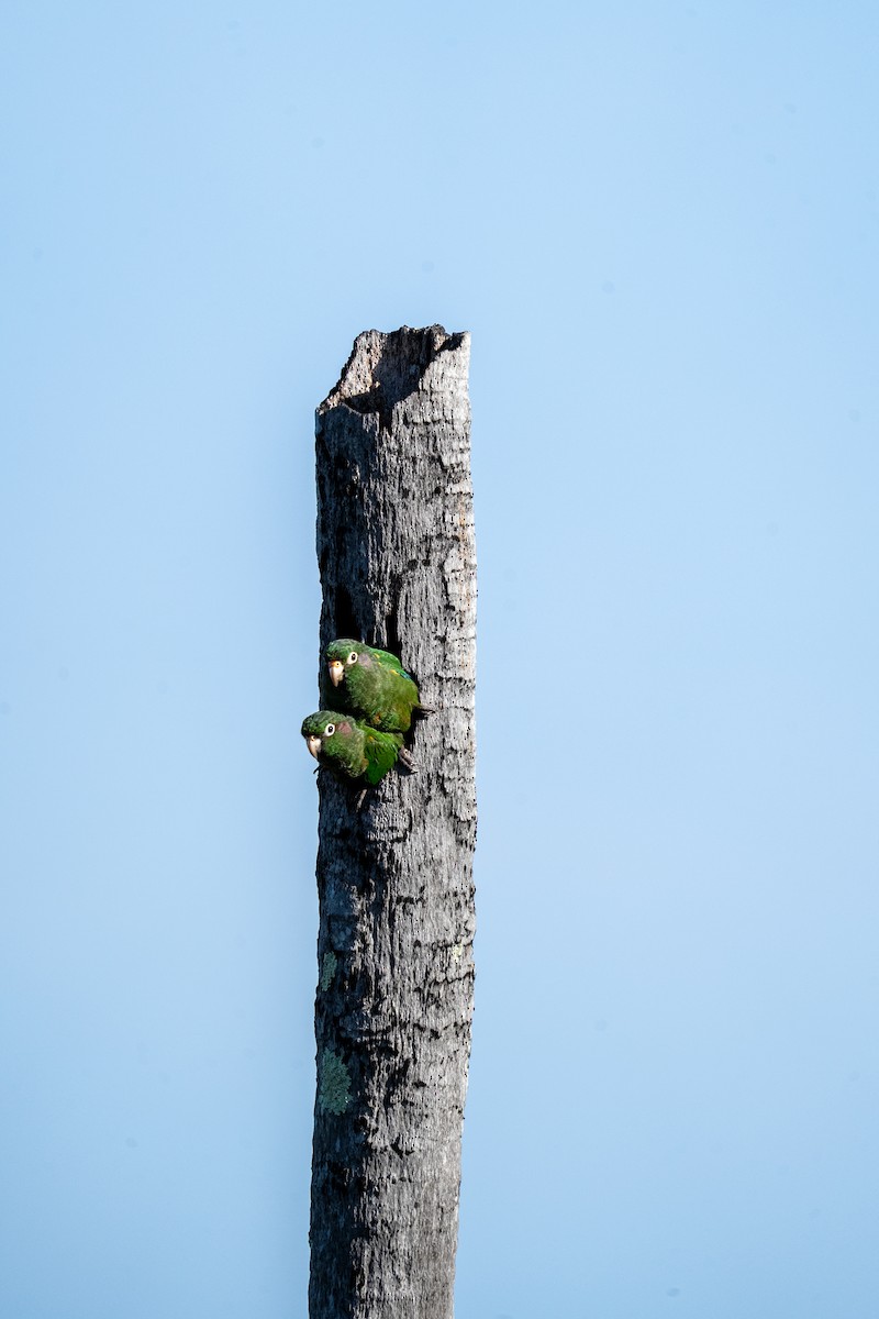 Santa Marta Parakeet - ML634036857
