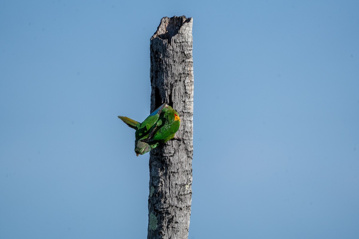 Santa Marta Parakeet - ML634036861