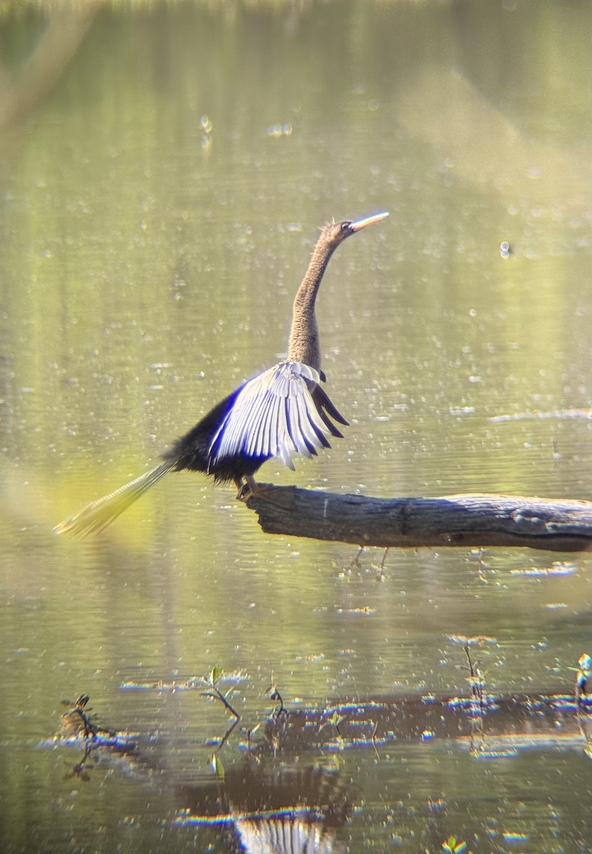 Anhinga Americana - ML634036864