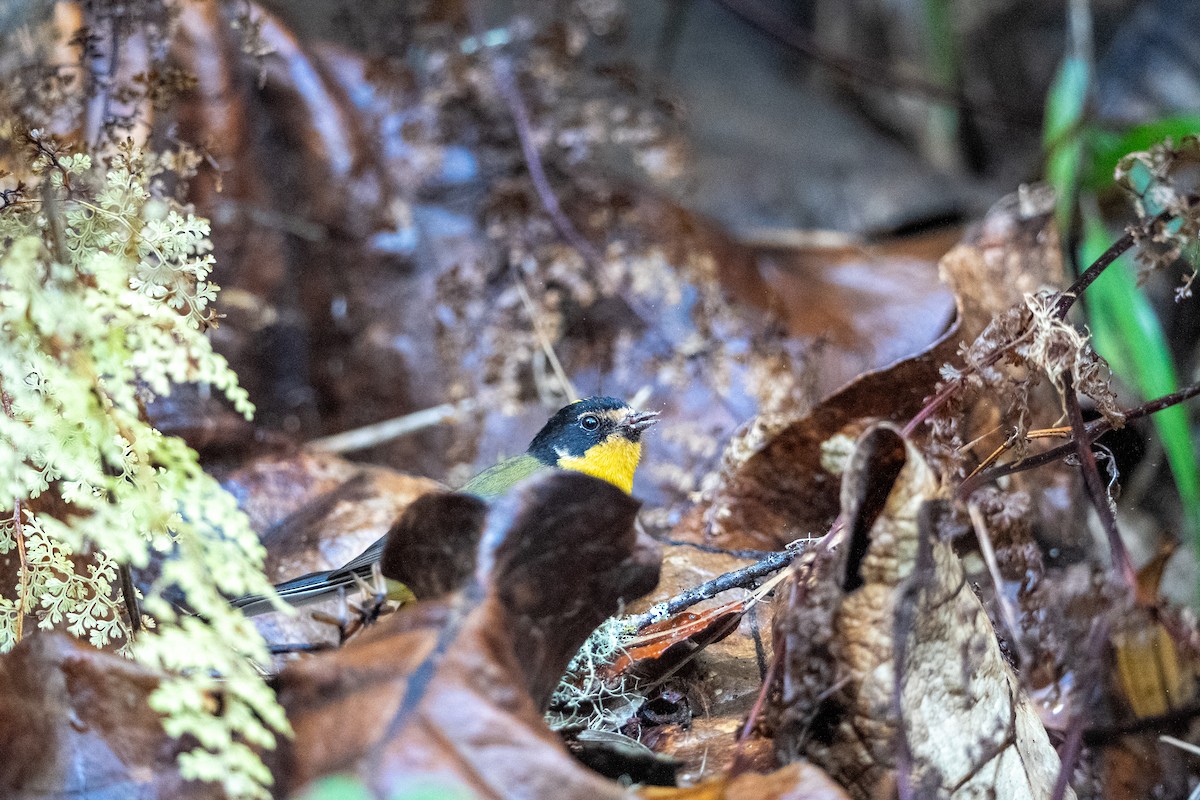 Yellow-crowned Redstart - ML634036941