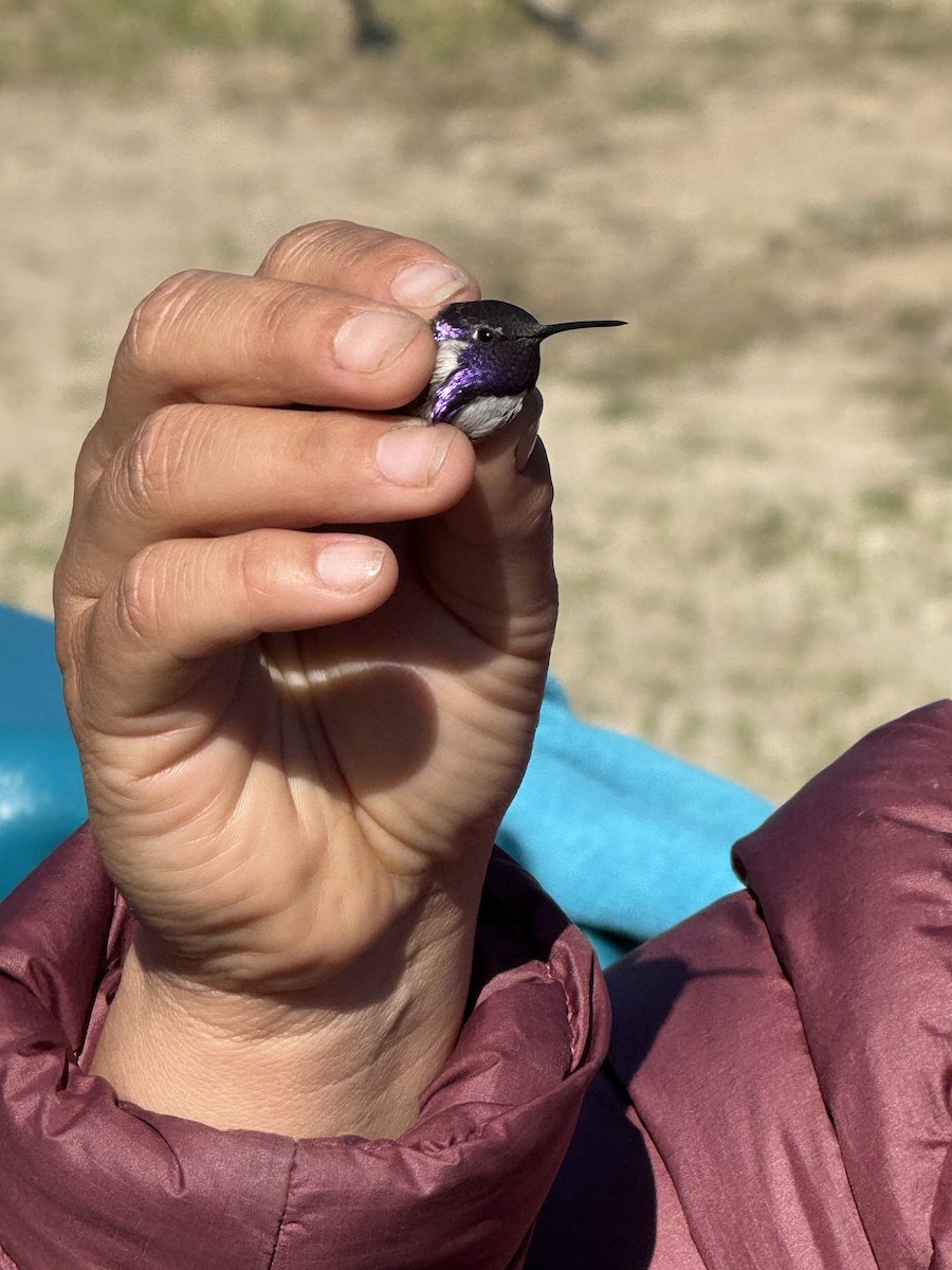 Costa's Hummingbird - ML634036958