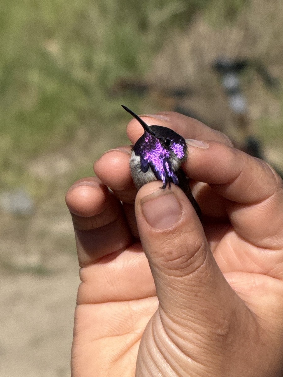 Costa's Hummingbird - ML634036960