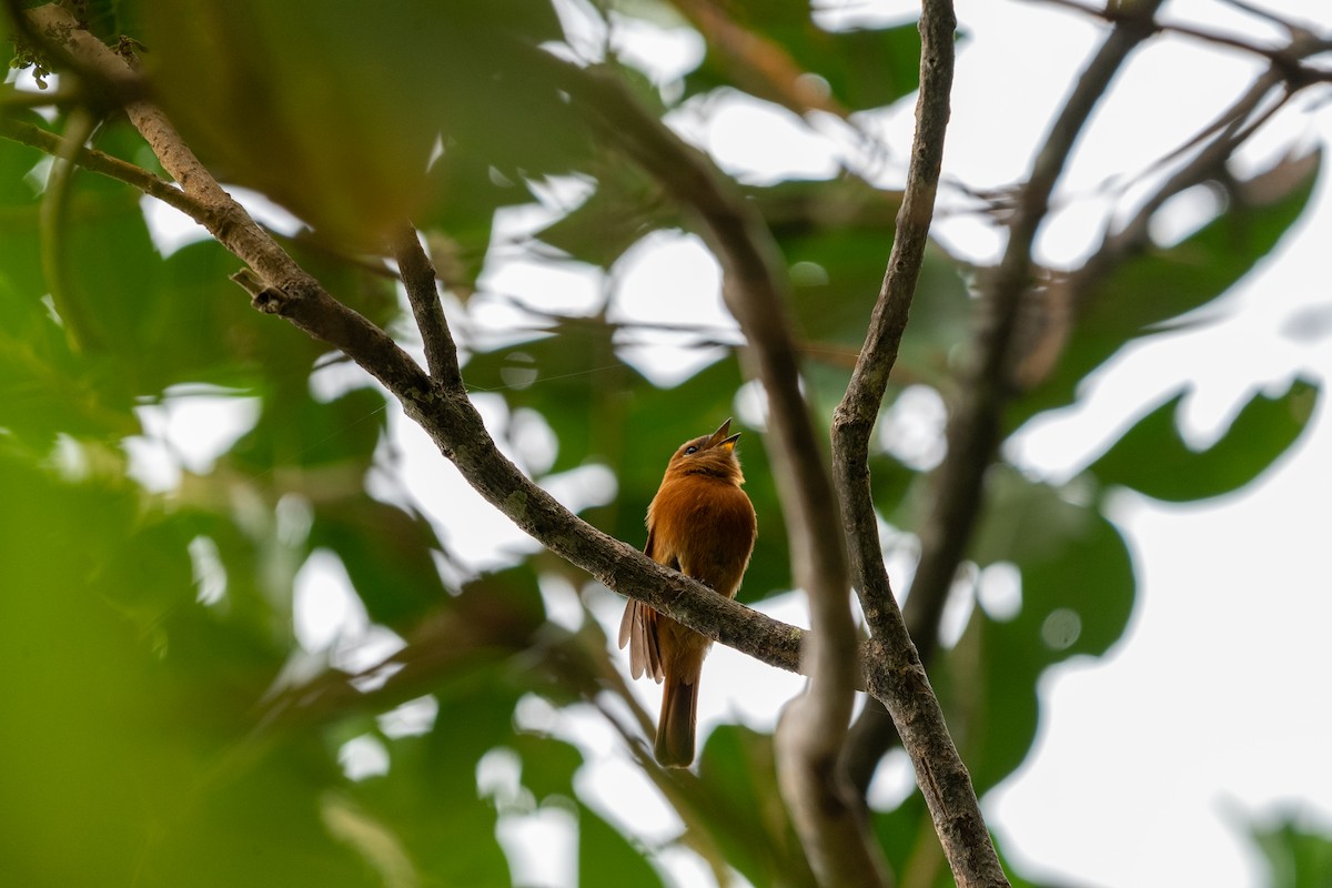 Cinnamon Flycatcher (Santa Marta) - ML634037003