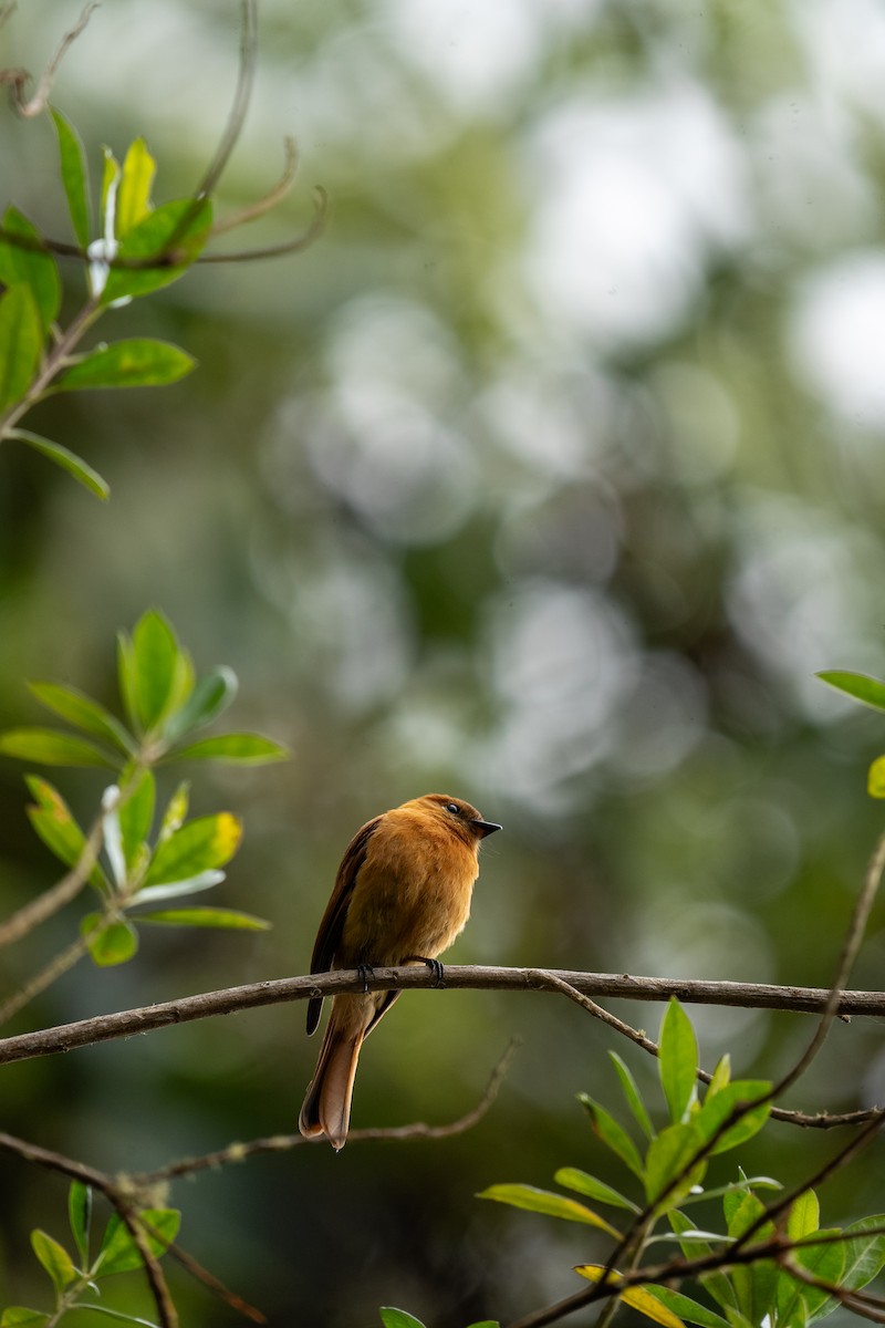 Cinnamon Flycatcher (Santa Marta) - ML634037009