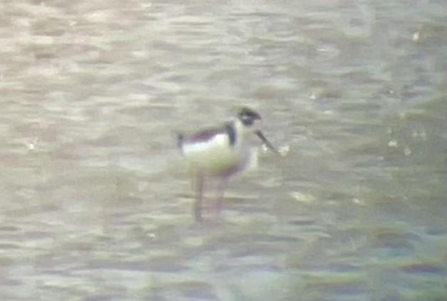 Black-necked Stilt - ML634037042