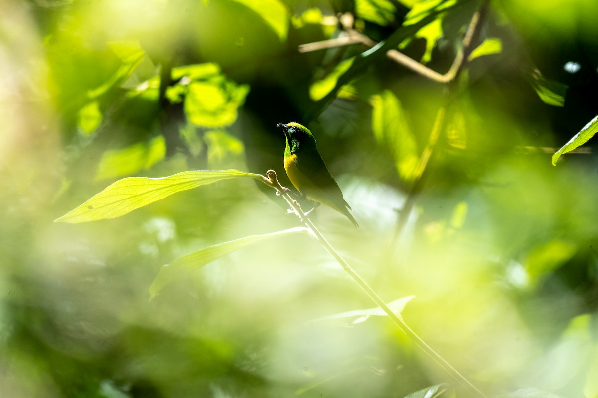 Blue-naped Chlorophonia - ML634037125