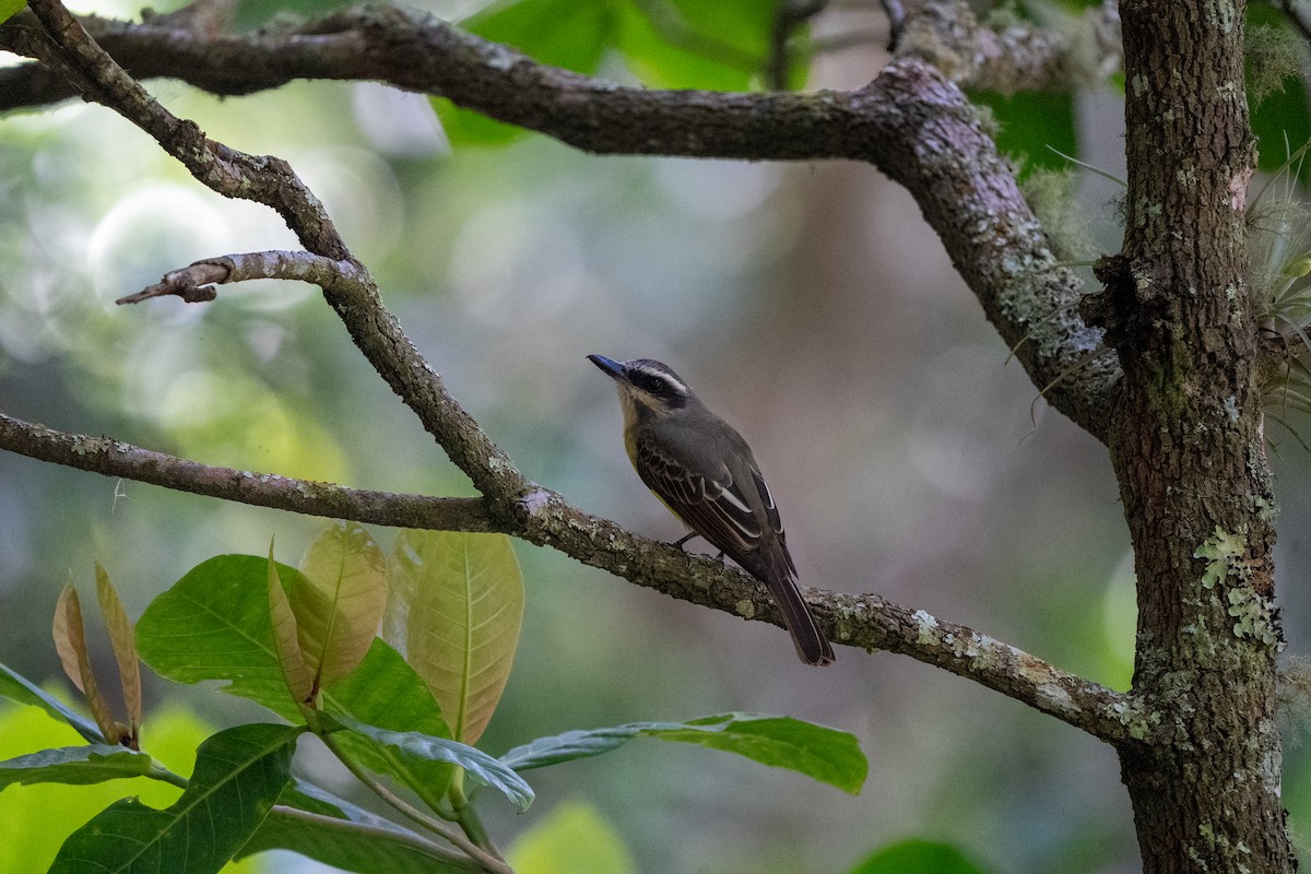 Golden-bellied Flycatcher - ML634037141