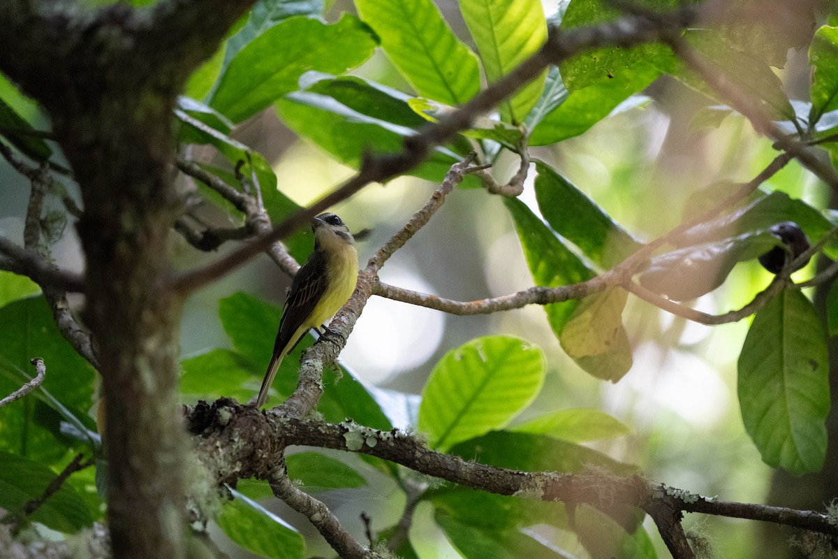 Golden-bellied Flycatcher - ML634037144