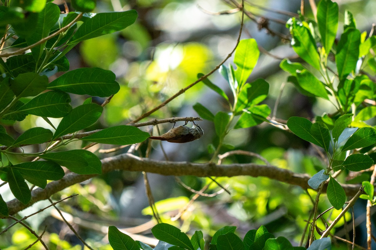 Streaked Xenops - ML634037149