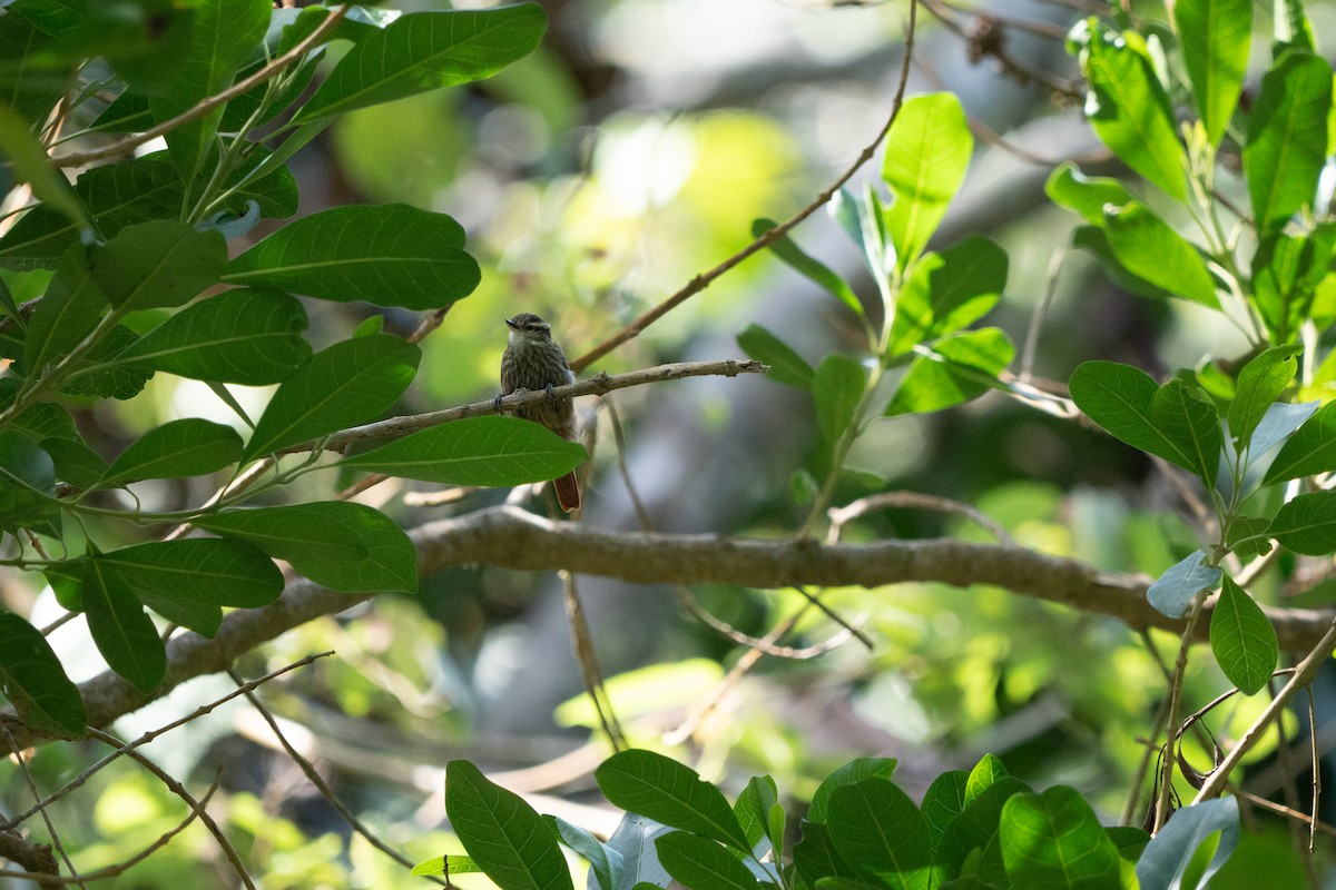 Streaked Xenops - ML634037152