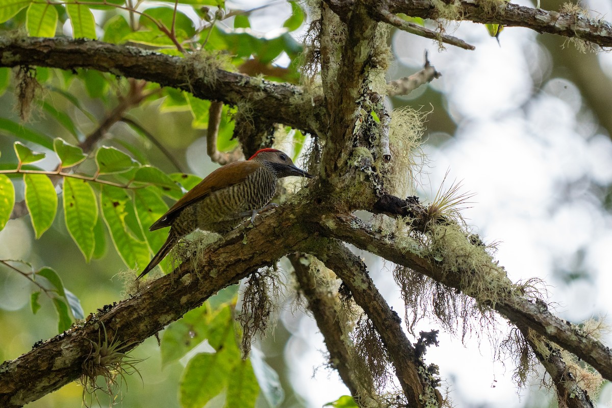 Golden-olive Woodpecker - ML634037182