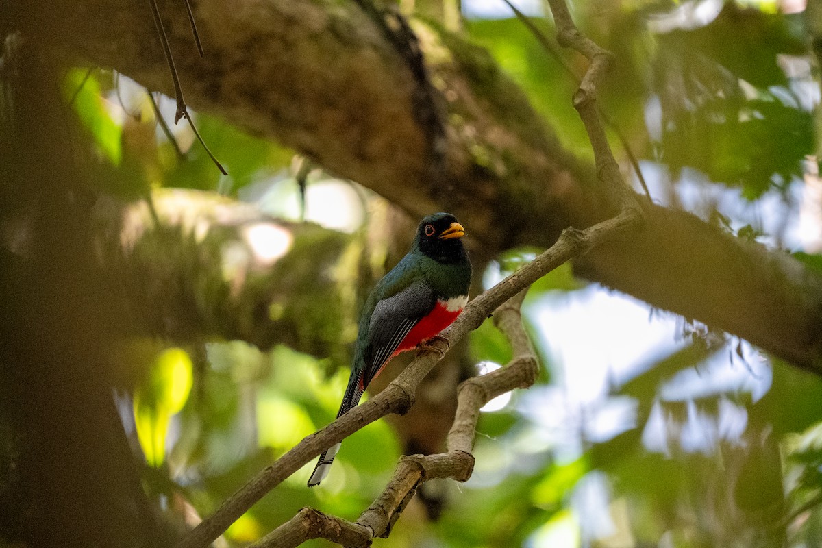 Masked Trogon - ML634037201