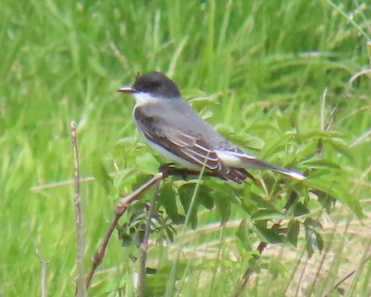 Schieferrücken-Königstyrann - ML634037204