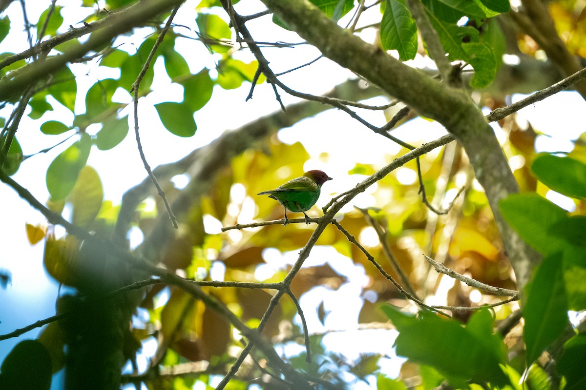 Bay-headed Tanager (Bay-and-green) - ML634037213