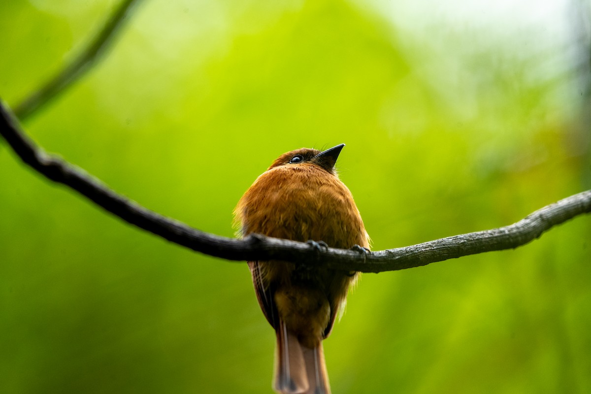 Cinnamon Flycatcher (Santa Marta) - ML634037231