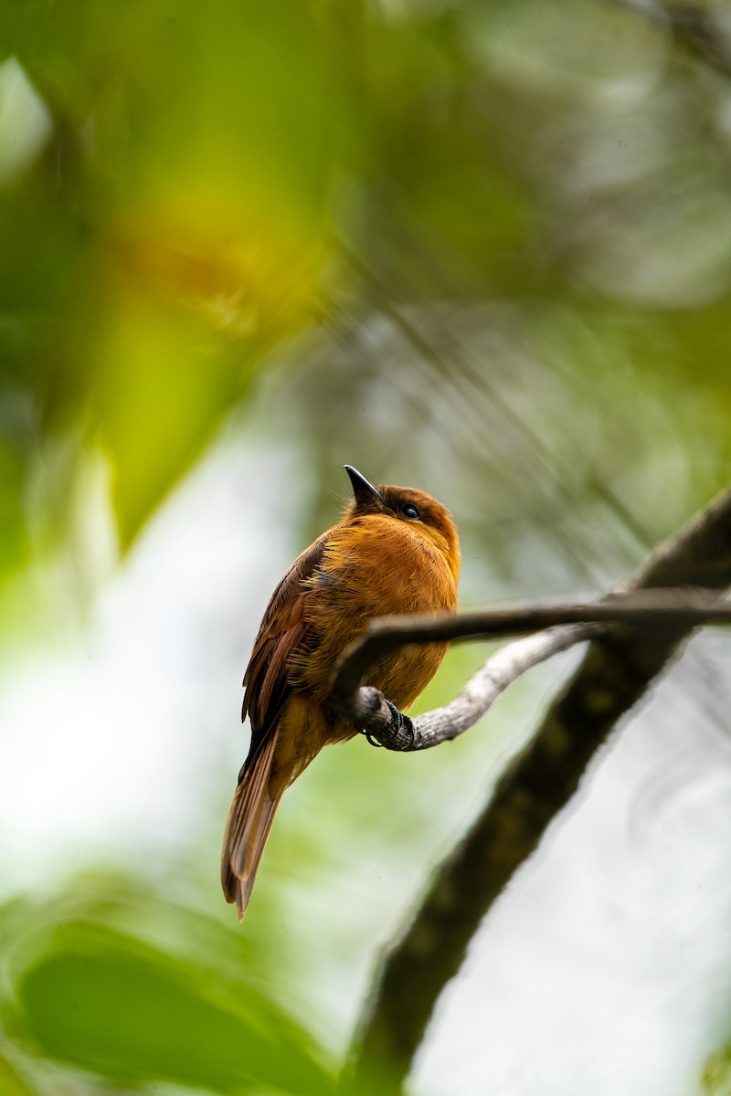 Cinnamon Flycatcher (Santa Marta) - ML634037233