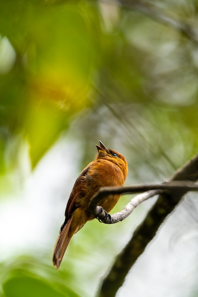 Cinnamon Flycatcher (Santa Marta) - ML634037236