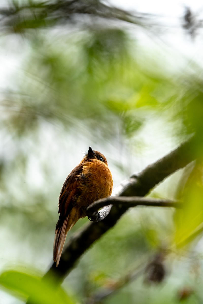 Cinnamon Flycatcher (Santa Marta) - ML634037239