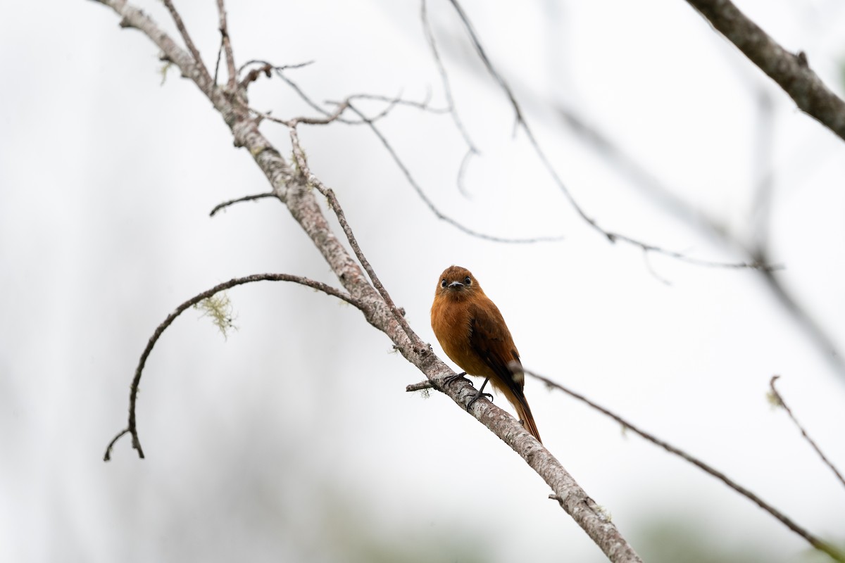 Cinnamon Flycatcher (Santa Marta) - ML634037247