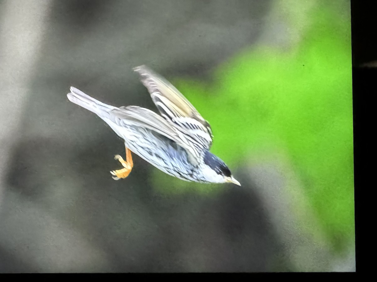 svarthetteparula - ML634037249