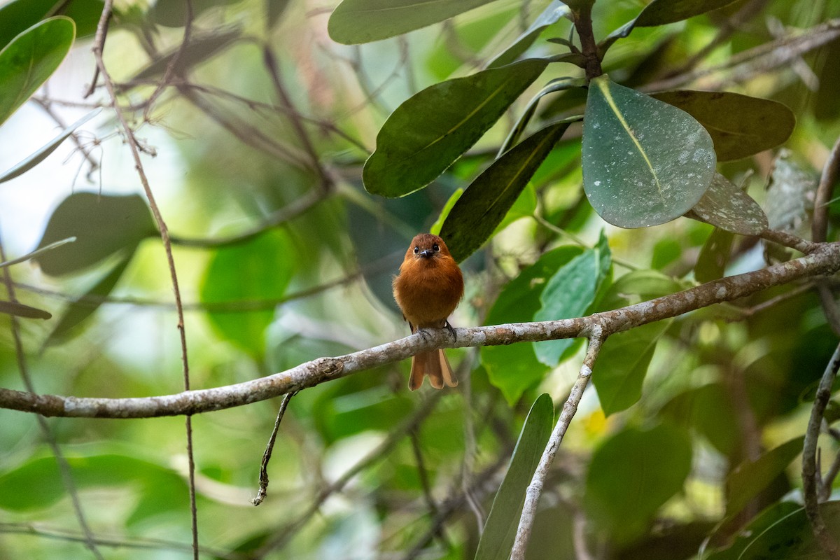 Cinnamon Flycatcher (Santa Marta) - ML634037250