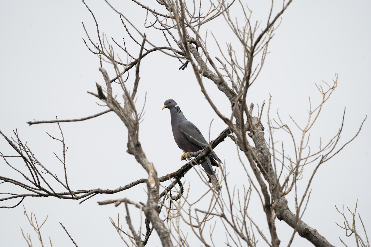 Band-tailed Pigeon - ML634037261