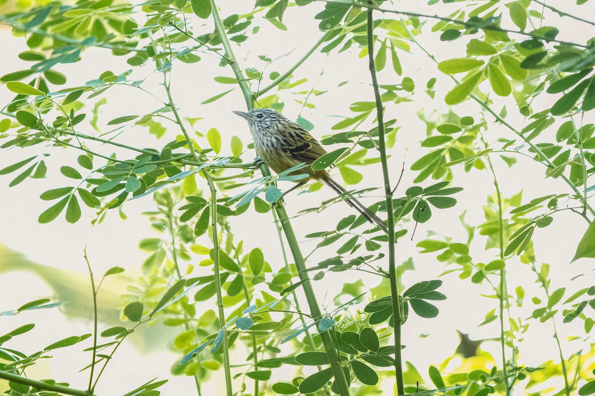 Santa Marta Antbird - ML634037307