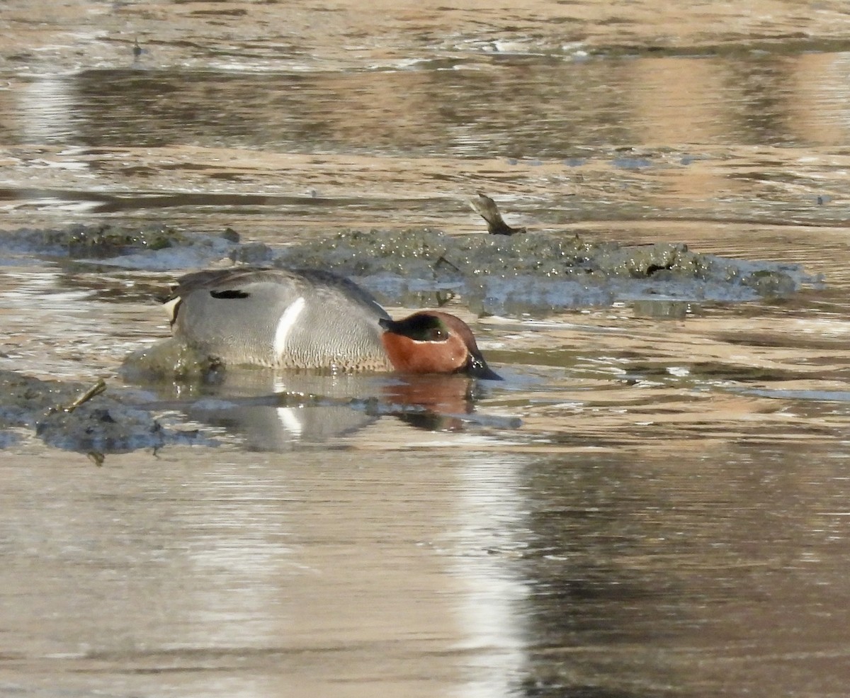 eBird Checklist - 18 Apr 2025 - Frank Melville Memorial Park and Mill ...