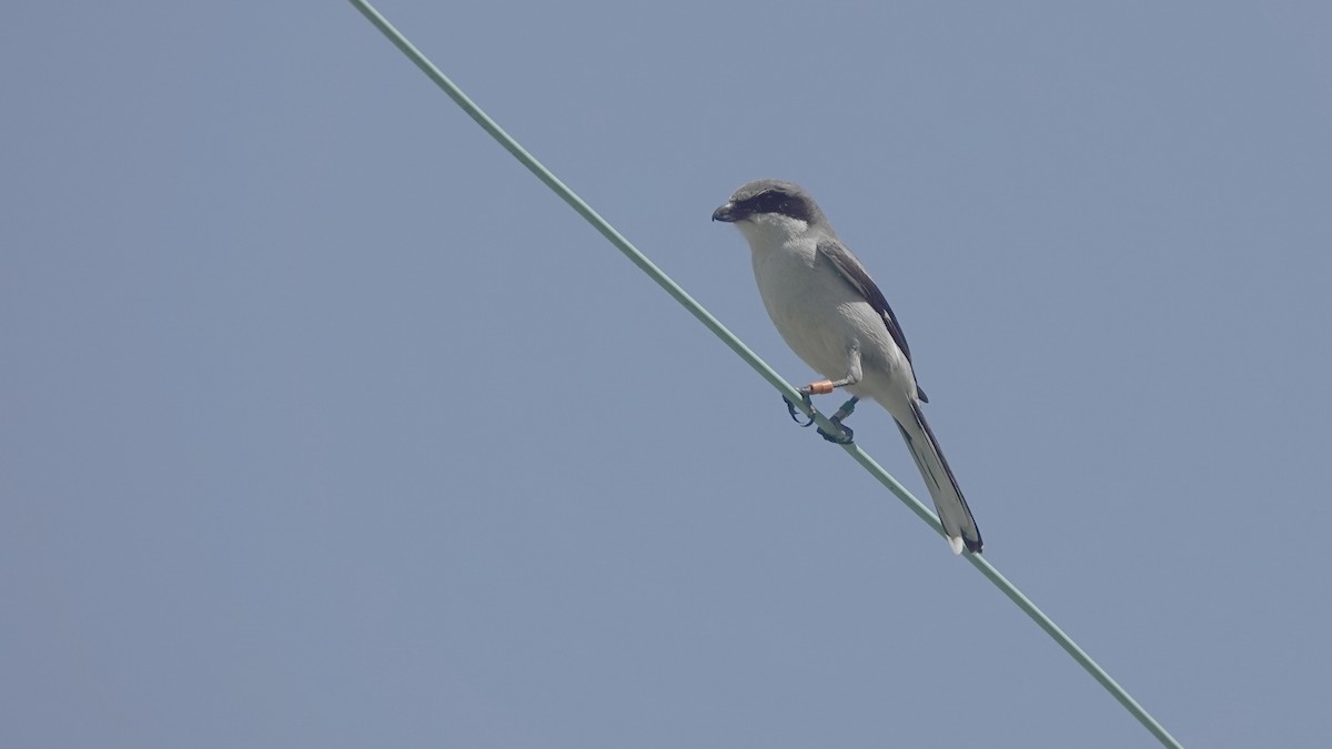 Loggerhead Shrike - ML634037356