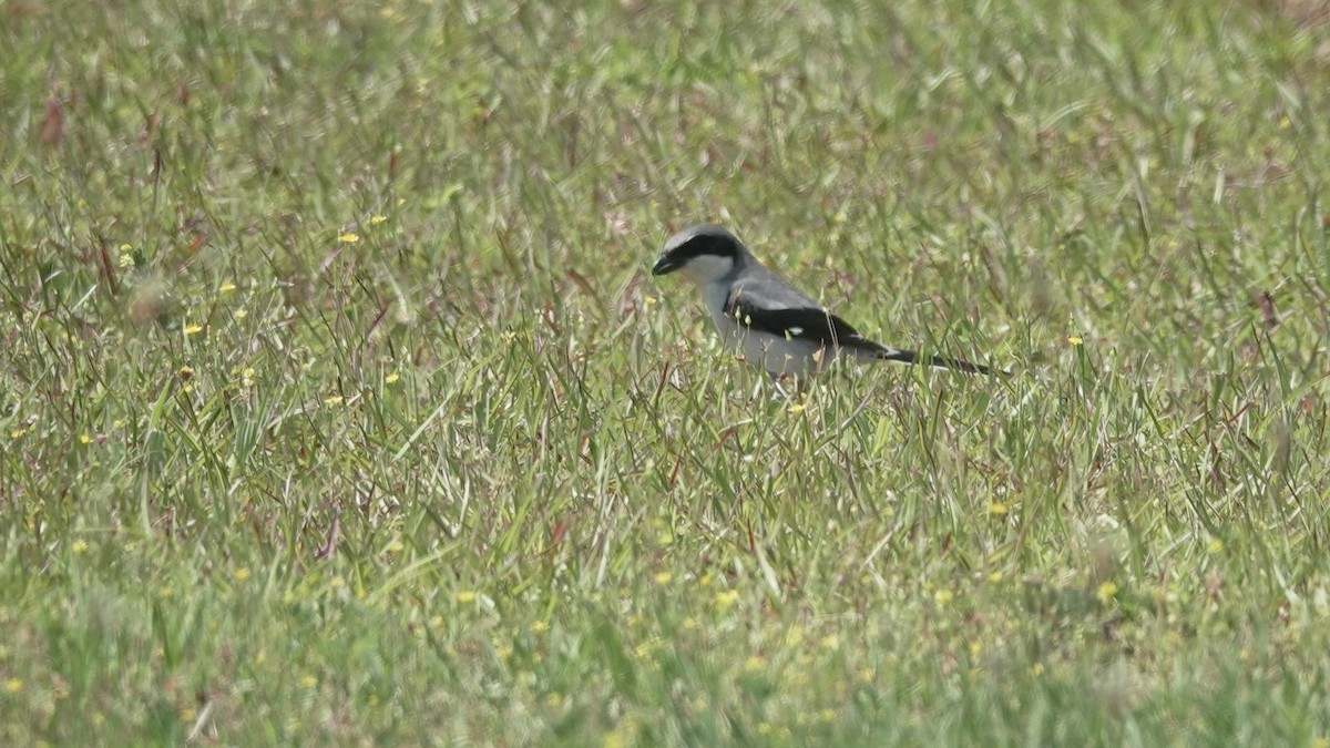 Loggerhead Shrike - ML634037361
