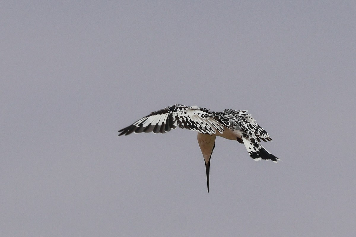 Pied Kingfisher - ML634037390