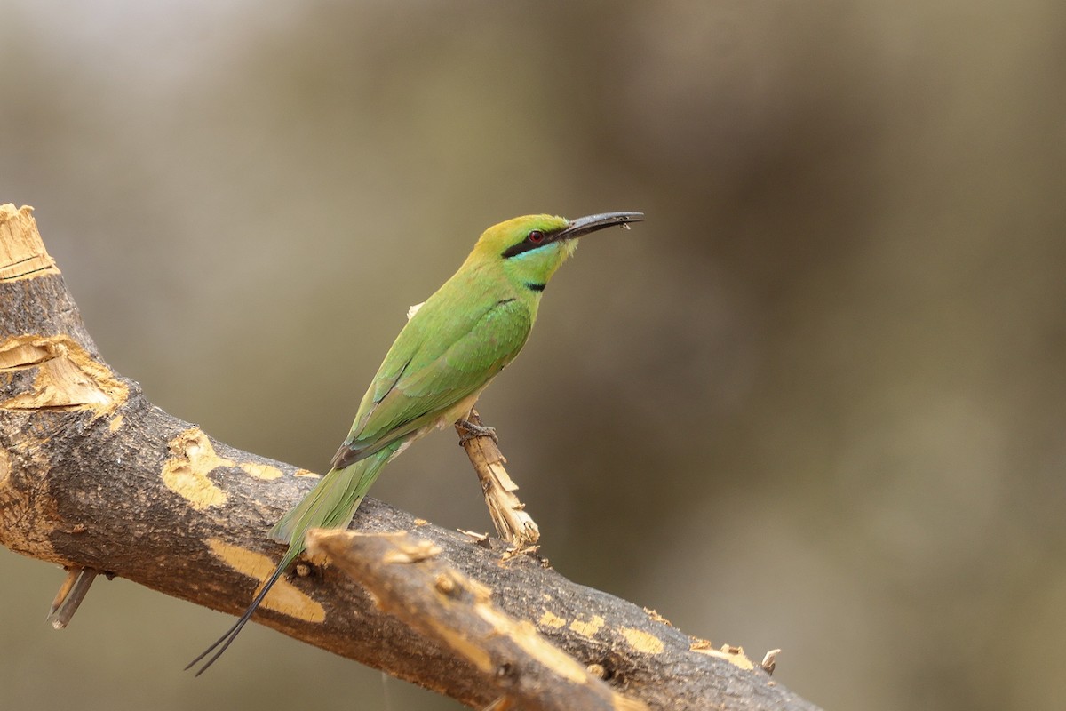 African Green Bee-eater - ML634037405