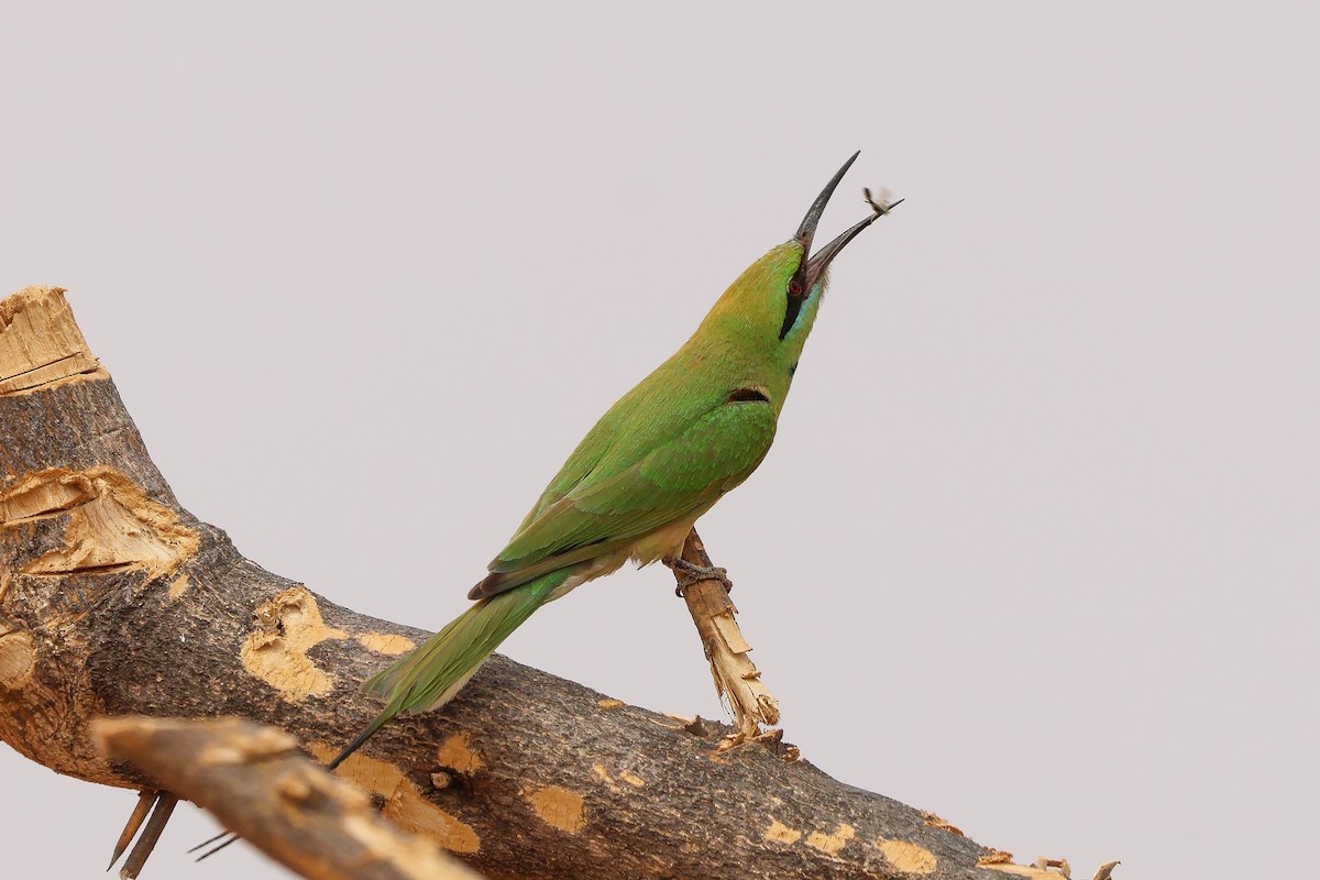 African Green Bee-eater - ML634037406