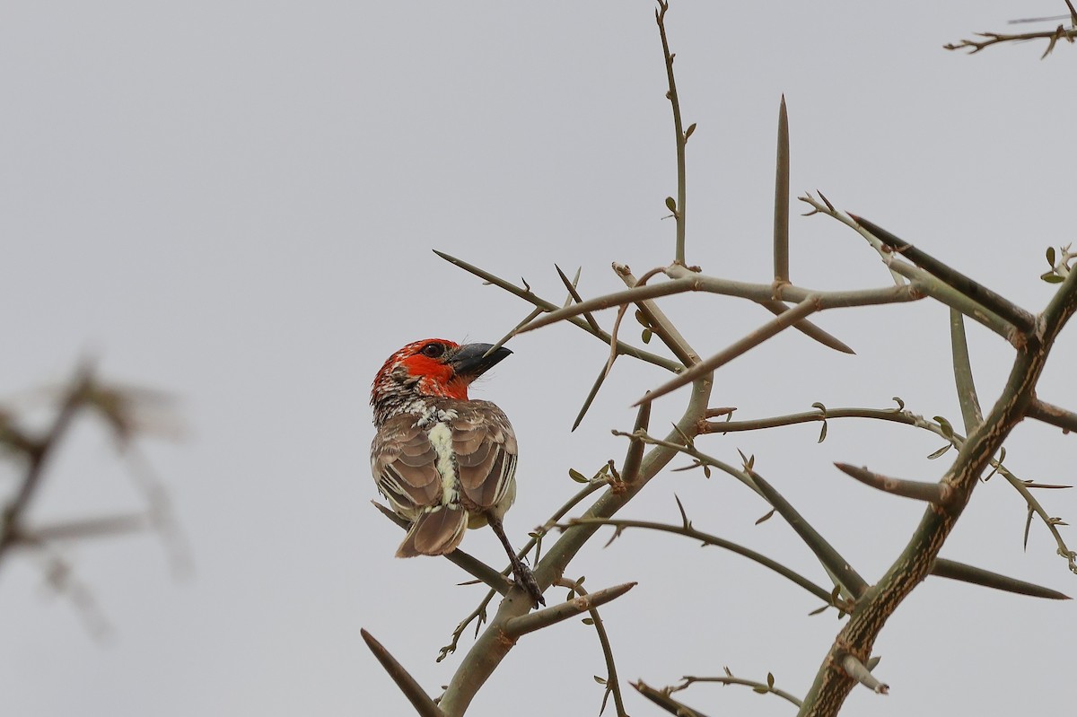 Vieillot's Barbet - ML634037423