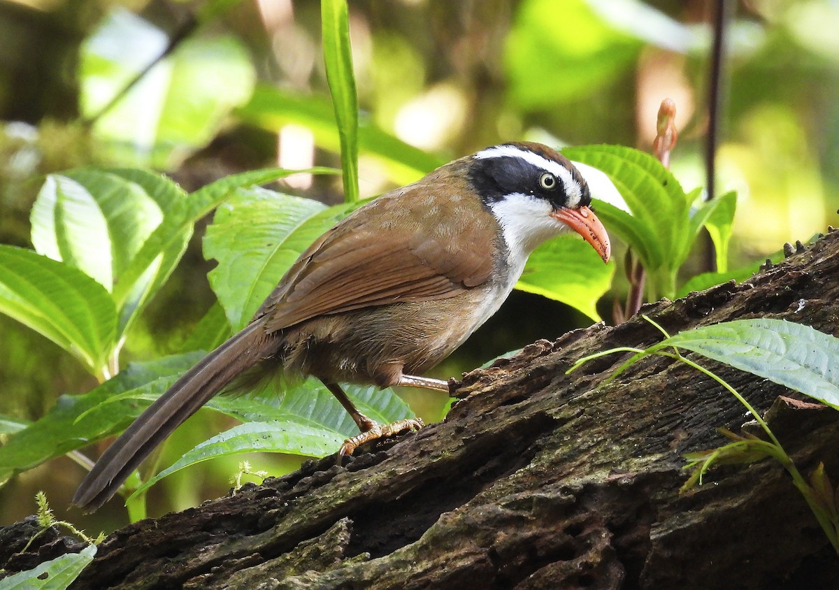 Brown-crowned Scimitar-Babbler - ML634037433