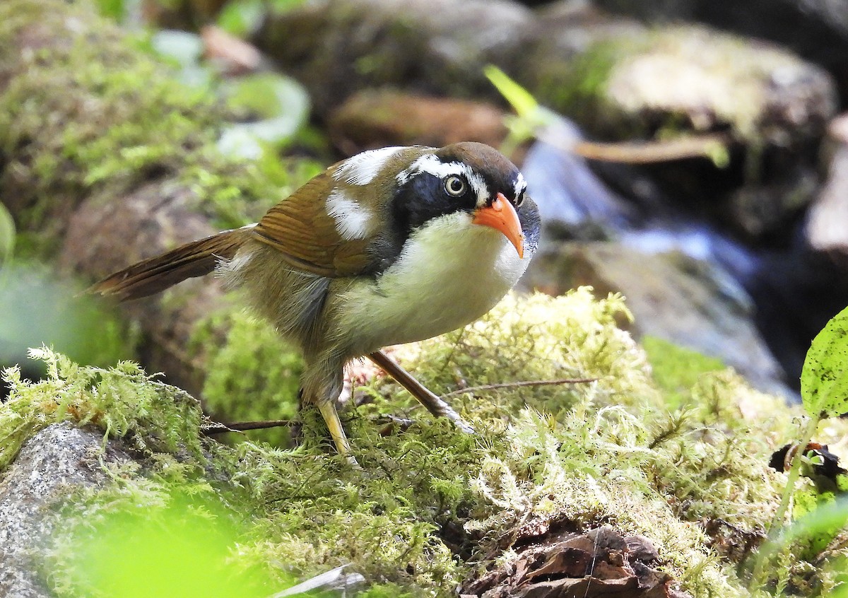 Brown-crowned Scimitar-Babbler - ML634037438