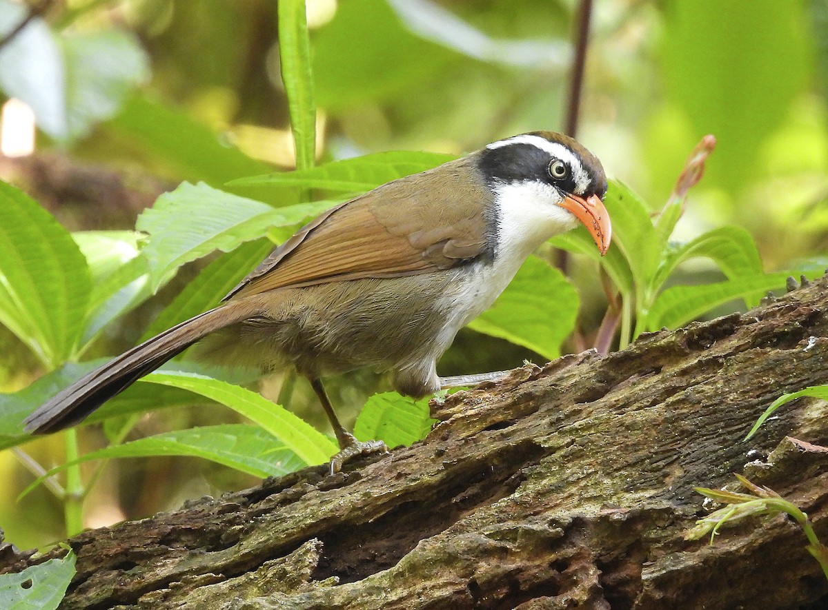 Brown-crowned Scimitar-Babbler - ML634037440