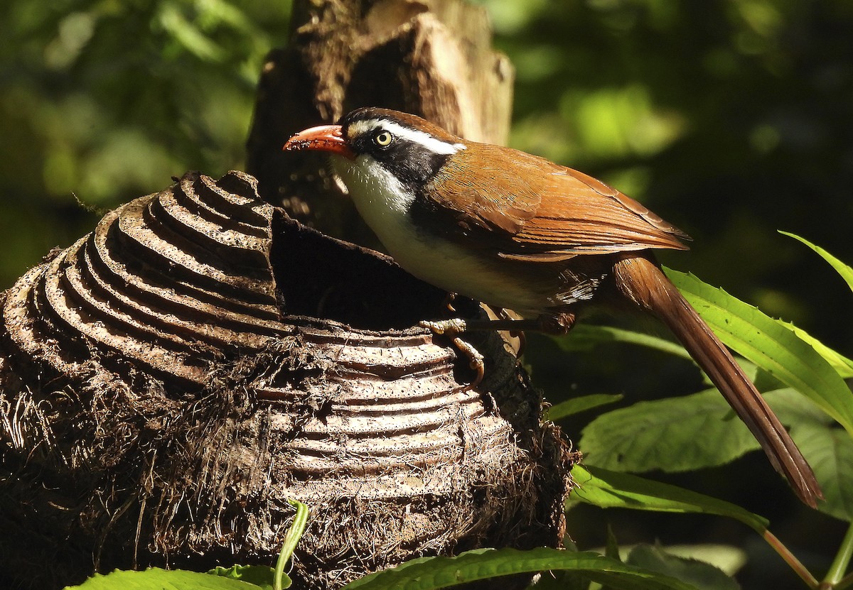 Brown-crowned Scimitar-Babbler - ML634037447