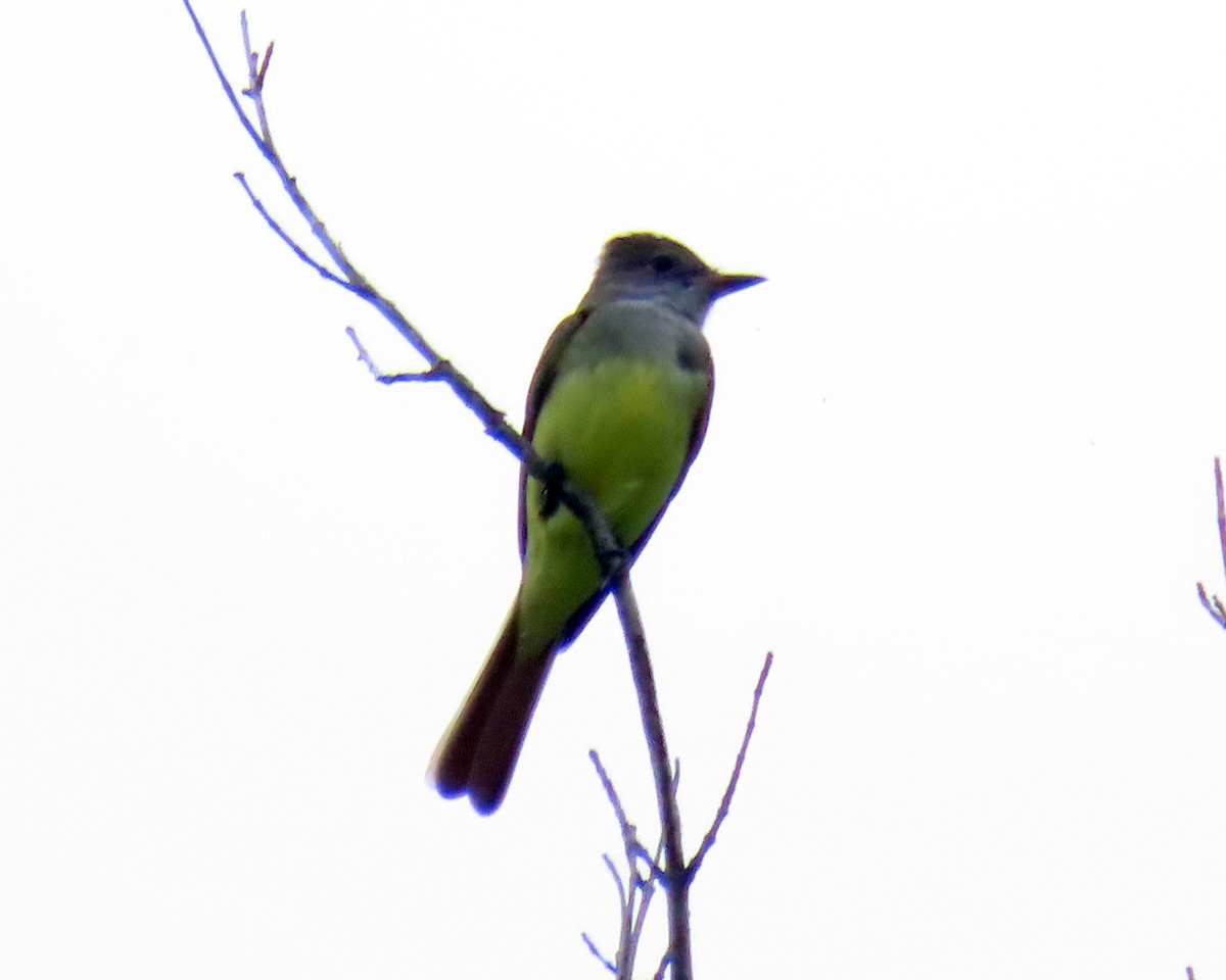 Great Crested Flycatcher - ML634037472
