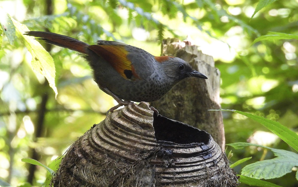 Golden-winged Laughingthrush - ML634037549