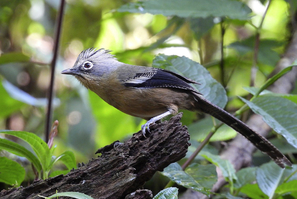 Black-crowned Barwing - ML634037552