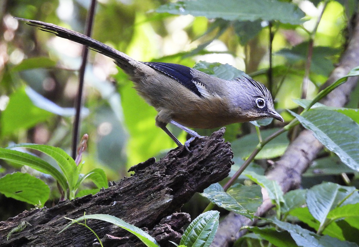 Black-crowned Barwing - ML634037560