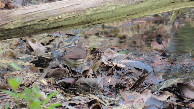 Northern Waterthrush - ML634037569