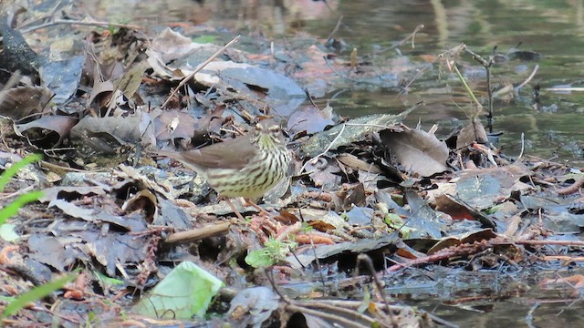 Northern Waterthrush - ML634037571