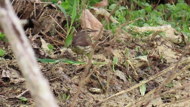 Northern Waterthrush - ML634037578